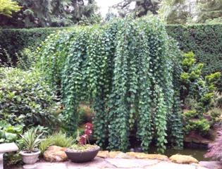Cercidiphyllum japonicum 'Pendulum'