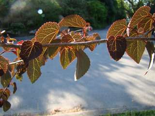 Cercidiphyllum japonicum 'Rotfuchs' en mai