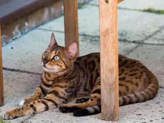 Chat Bengal