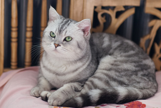 Chat British Shorthair
