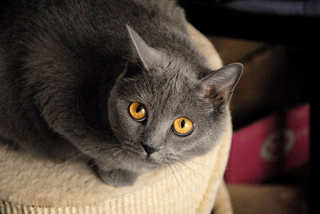 Chat Chartreux