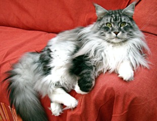 Chat Maine Coon