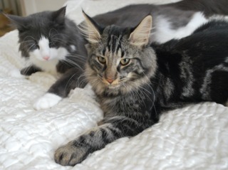 Chat Norvégien