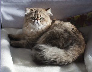 Chat Persan