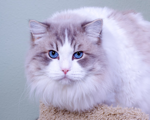 Chat Ragdoll