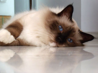 Chat Sacré de Birmanie