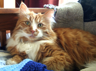 Chat Sibérien