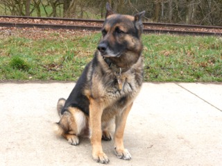 Berger allemand