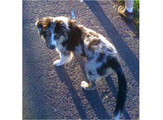 Berger australien bleu merle