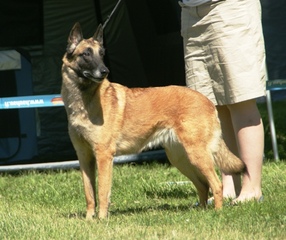 Berger belge malinois