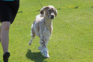 Setter anglais