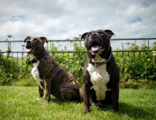 Staffordshire bull terrier