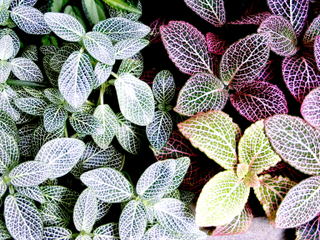 Fittonia albivenis