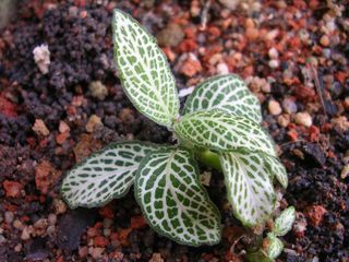 Fittonia (bouture)
