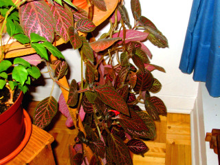 Fittonia