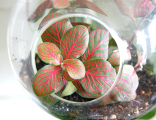 Fittonia en terrarium