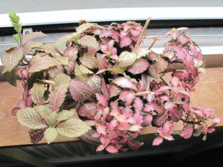 Fittonia verschaffeltii
