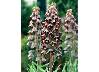 Fritillaire de Perse 'Adiyaman'