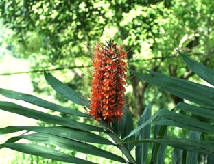 Hedychium coccineum