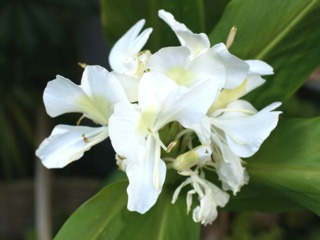 Hedychium coronarium