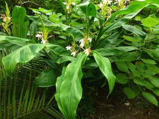 Hedychium forrestii