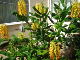 Hedychium gardnerarium