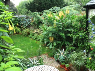 Hedychium dans un jardin exotique