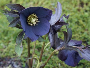 Helleborus x hybridus 'Black'