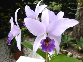 Laelia anceps en fleurs