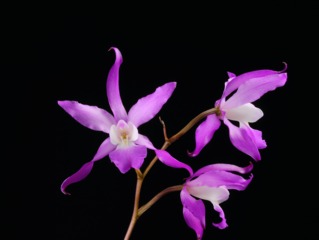 Laelia autumnalis
