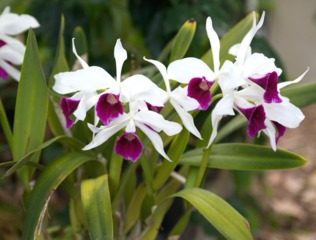 Laelia purpurata (Cattleya)