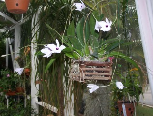 Laelia rubescens cultivé en panier