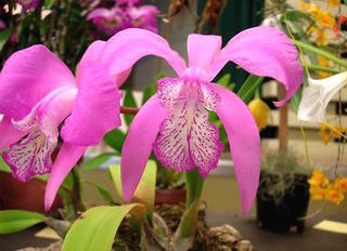 Laelia speciosa