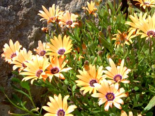 Osteospermums oranges en massif