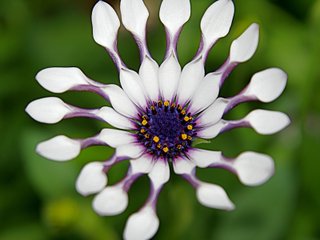 Osteospermum Whirligig