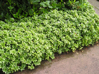 Pachysandra terminalis : un couvre-sol persistant