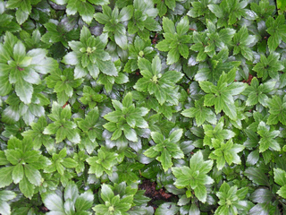 Pachysandra terminalis : feuillage vert brillant et persistant.