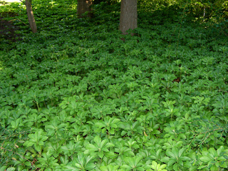 Pachysandra terminalis dans l'ombre d'un sous-bois