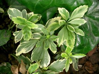 Pachysandra terminalis, variété panachée