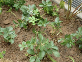 Pachysandra terminalis : plantation