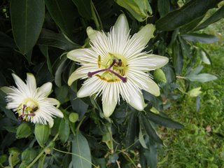 Passiflora caerulea 'Constance Elliott'