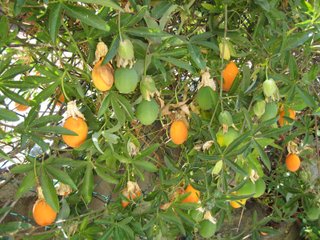 Passiflore - fruits de la passion