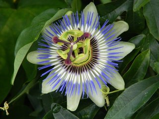 Passiflore - passiflora caerulea