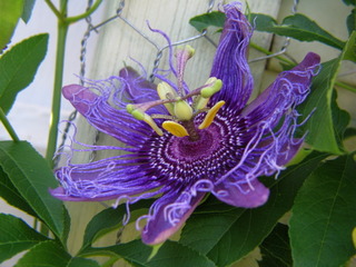 Passiflora incarnata