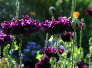Pavot noir (Papaver somniferum 'Black Peony'