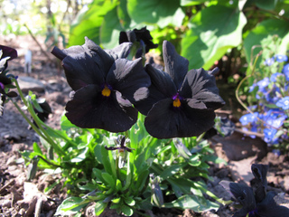Viola 'Molly Sanderson'