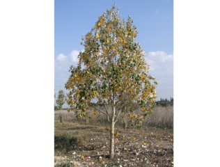 Jeune peuplier en automne (Populus alba)