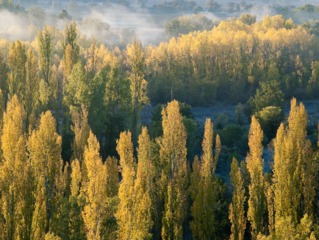 Peupliers en automne - Populus nigra