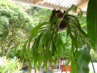 Platycerium coronarium en suspension