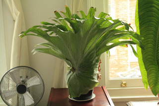 Platycerium superbum